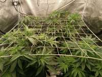 Red Red Wine archive 2