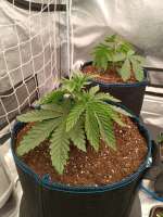 Red Red Wine archive 1