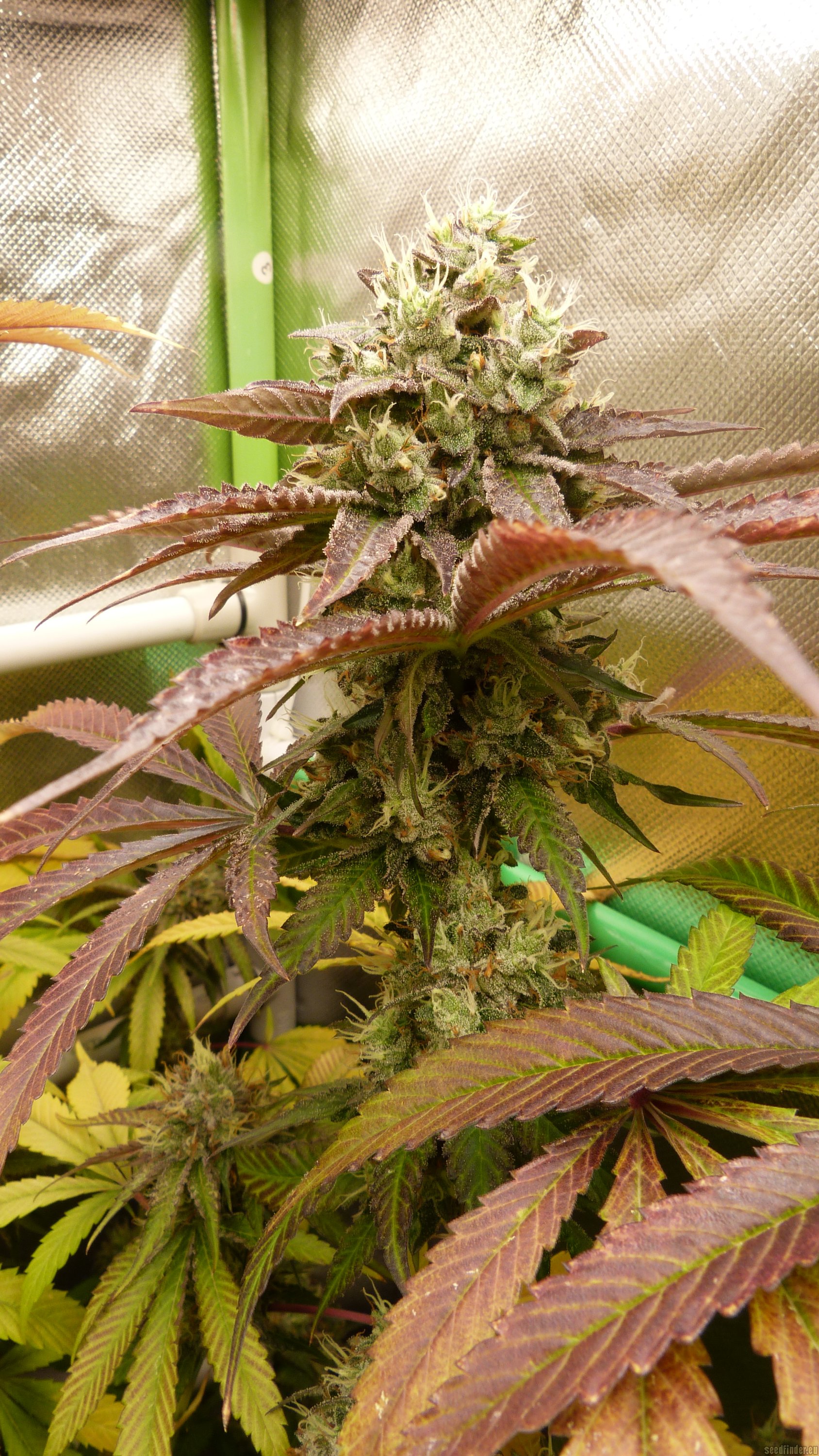 Spritz flowering cannabis, as labeled by the cited photo source