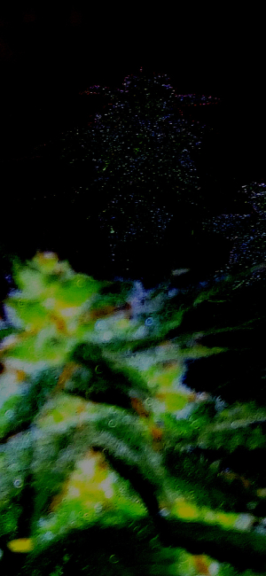 An image of Durban Quake OG 