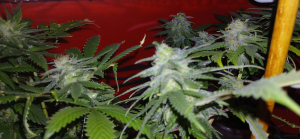 An image of Durban Quake OG 