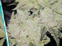 An image of Wedding Cake