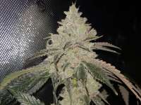 An image of Wedding Cake