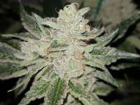 An image of Wedding Cake