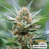 Agent Orange: strain page photo, credit seedfinder.eu, copyright status shown with credit copyright unverified