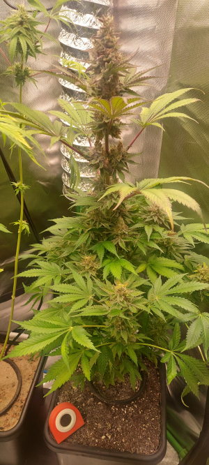 An image of Bruce Banner