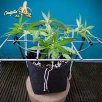 An image of C. Banana Auto