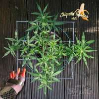 An image of C. Banana Auto