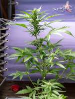 An image of C. Banana Auto