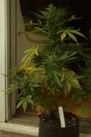 An image of Fraggle Skunk Auto