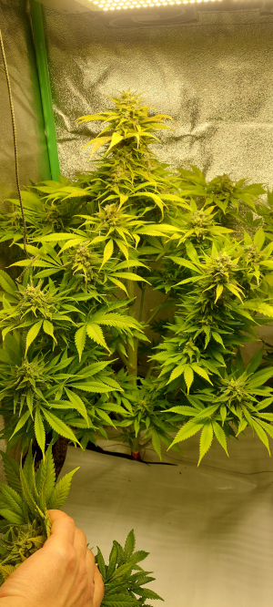 An image of Jamaican Blueberry Bx