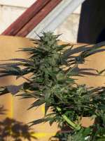 An image of Blue Rhino