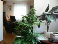 An image of Blue Rhino