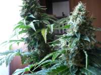 An image of Blue Rhino