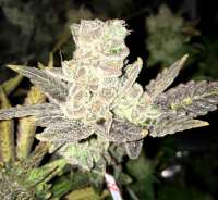 An image of Blue Rhino
