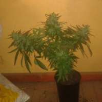 Grapefruit: strain page photo, credit seedfinder.eu, copyright status shown with credit copyright unverified