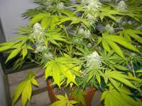 An image of Somango #47