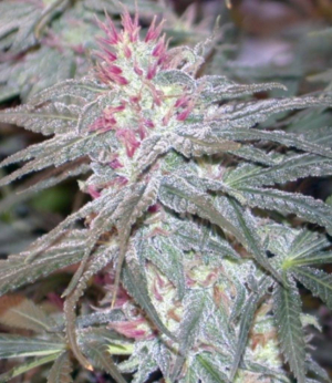 Cherry Reaper archive 1