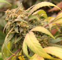 Jamaican Cheese archive 1