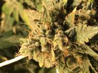 An image of Meow