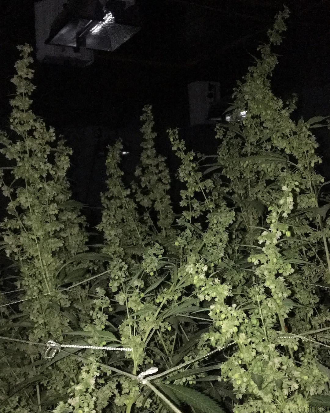 PCS1 flowering cannabis, as labeled by the cited photo source