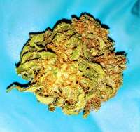 An image of Godzilla Glue #44