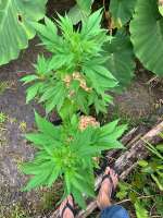 Hawaiian Duckfoot archive 3