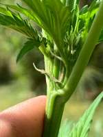 Hawaiian Duckfoot archive 4