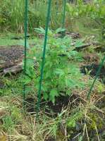 Hawaiian Duckfoot archive 2