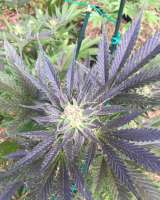An image of Moloka'i Purpz
