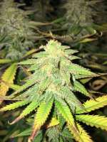 An image of Puna Buddaz