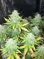 An image of Puna Buddaz