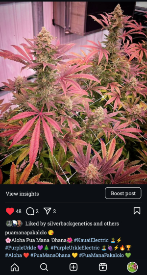 An image of Purple-Urkle-Electric