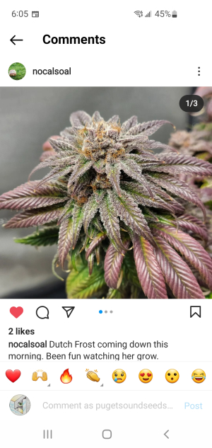 An image of Dutch Frost