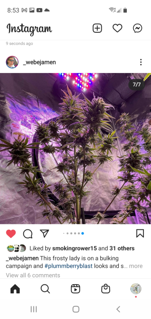 An image of Plummberry Blast