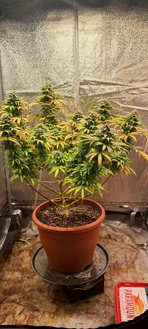 Cherry Cookies: strain page photo, credit seedfinder.eu, copyright status shown with credit copyright unverified