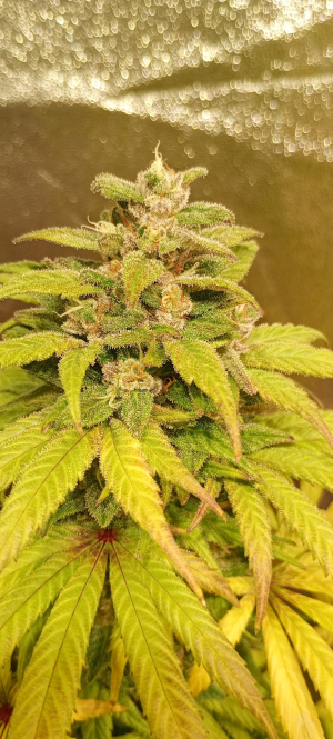 An image of Cherry Cookies