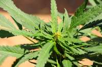 Chocolate Hashberry: strain page photo, credit seedfinder.eu, copyright status shown with credit copyright unverified
