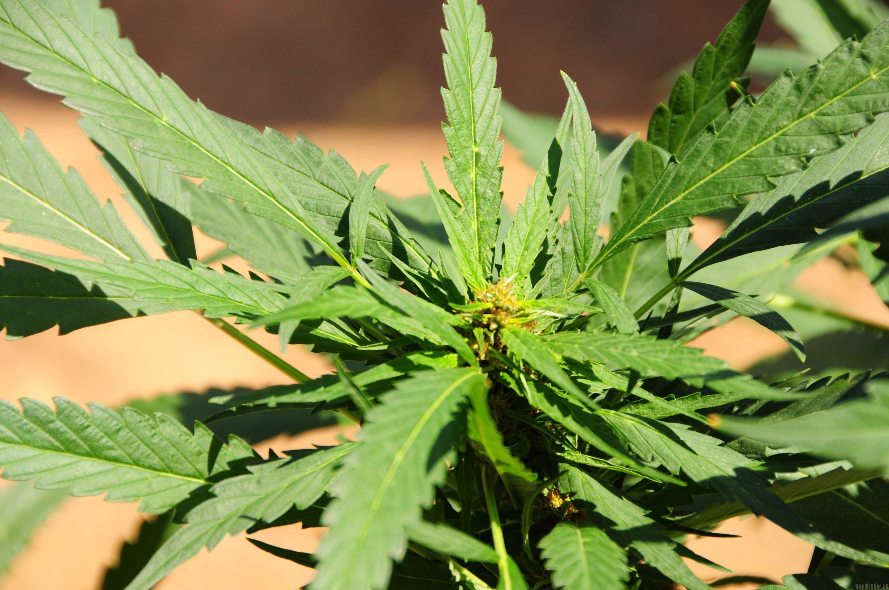 Chocolate Hashberry flowering cannabis, as labeled by the cited photo source