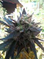 An image of Cookies x Watermelon Zkittlez