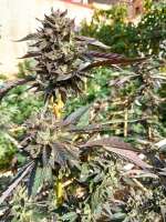 An image of Cookies x Watermelon Zkittlez
