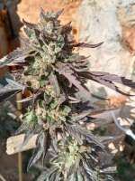 An image of Cookies x Watermelon Zkittlez