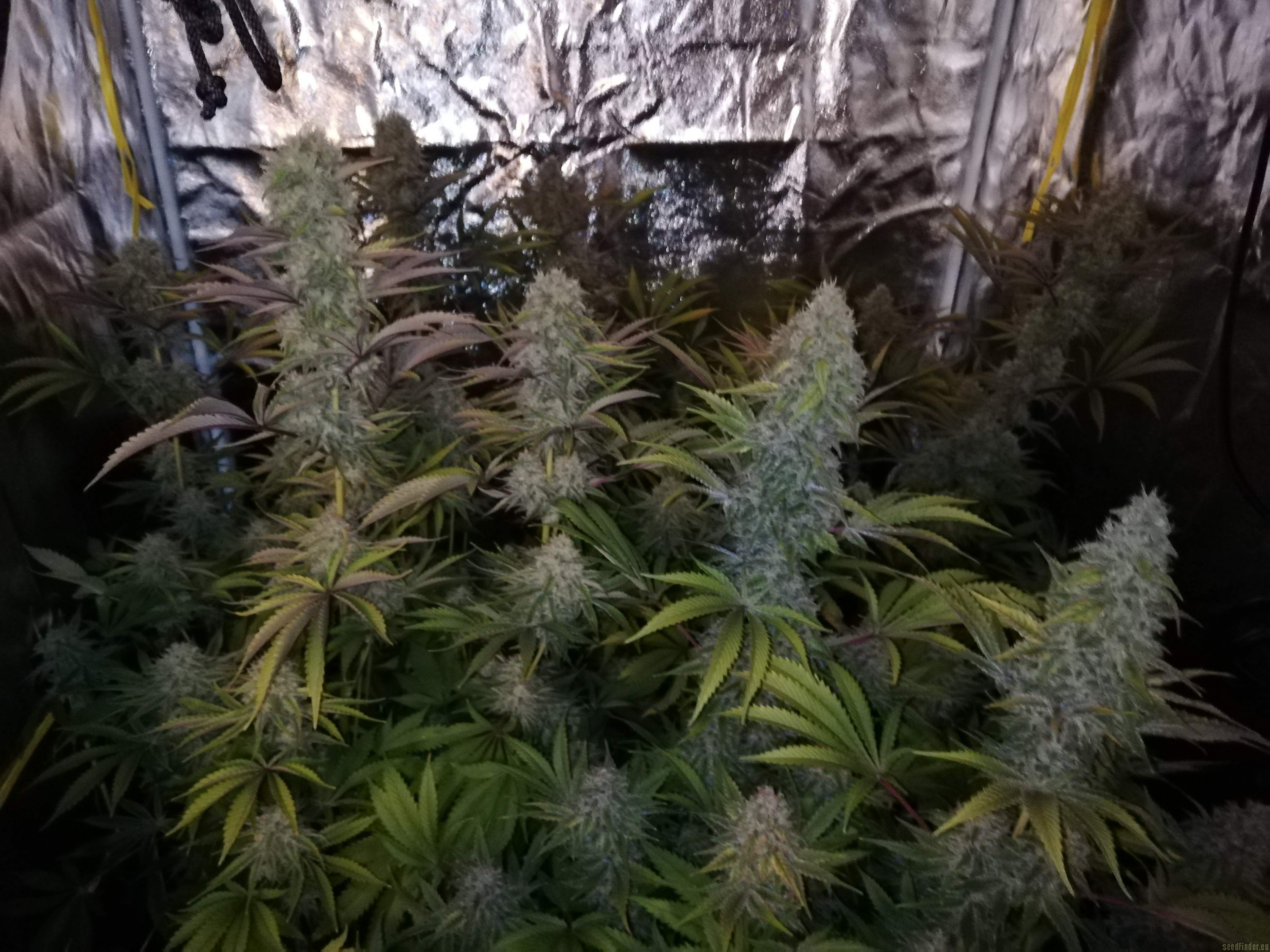 Forbidden Fruit x Watermelon Zkittlez