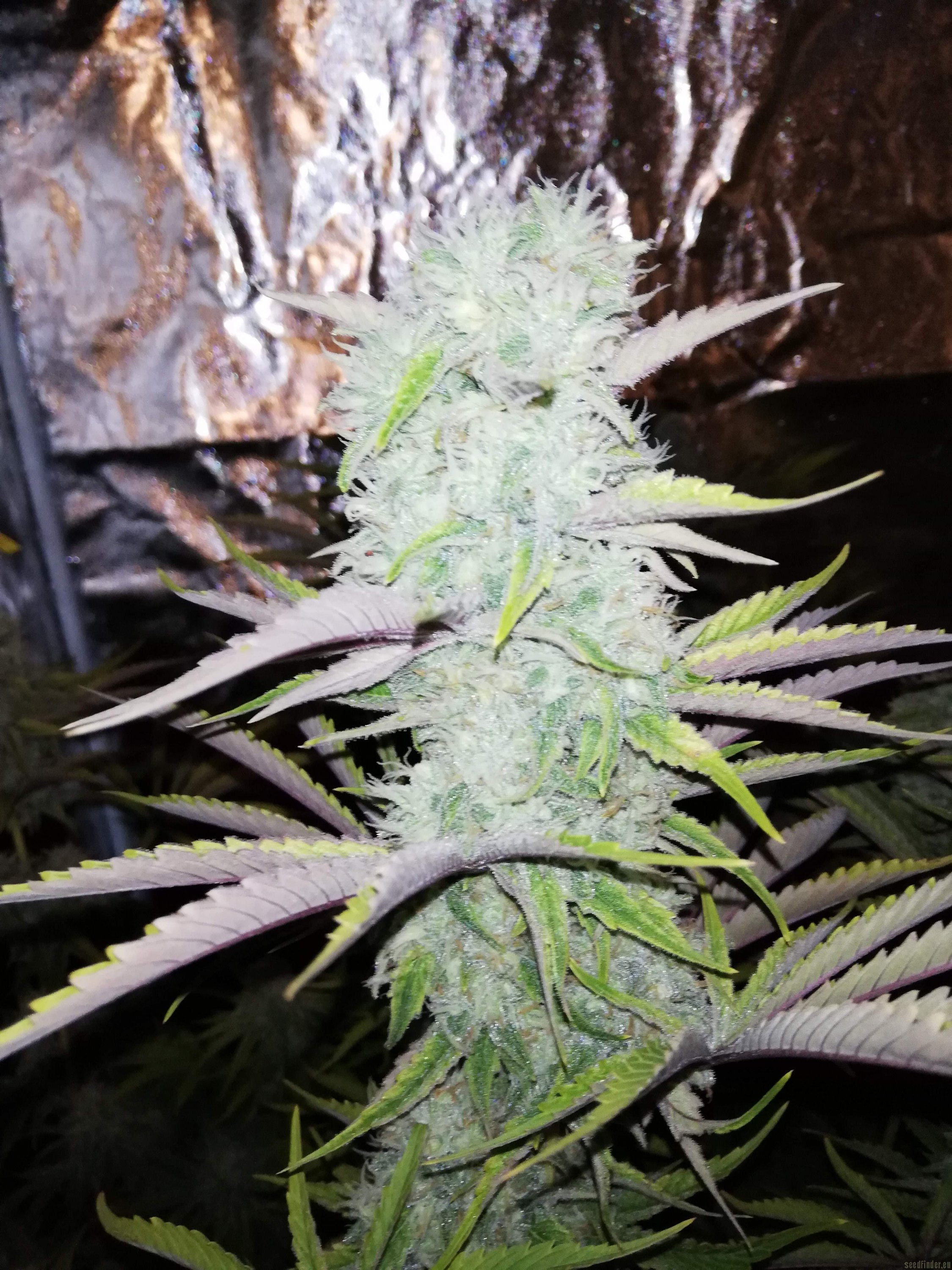 Forbidden Fruit x Watermelon Zkittlez