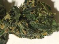 An image of Forbidden Fruit x Watermelon Zkittlez