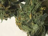An image of Forbidden Fruit x Watermelon Zkittlez