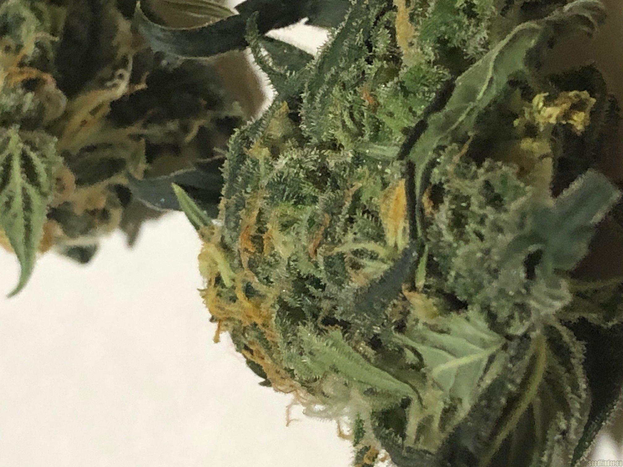 Forbidden Fruit x Watermelon Zkittlez