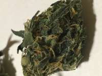 An image of Forbidden Fruit x Watermelon Zkittlez