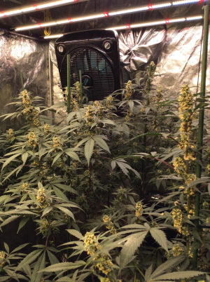 Gush Mints: strain page photo, credit seedfinder.eu, copyright status shown with credit copyright unverified