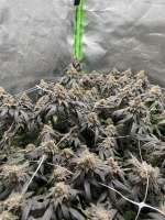 Gush Mints: strain page photo, credit seedfinder.eu, copyright status shown with credit copyright unverified
